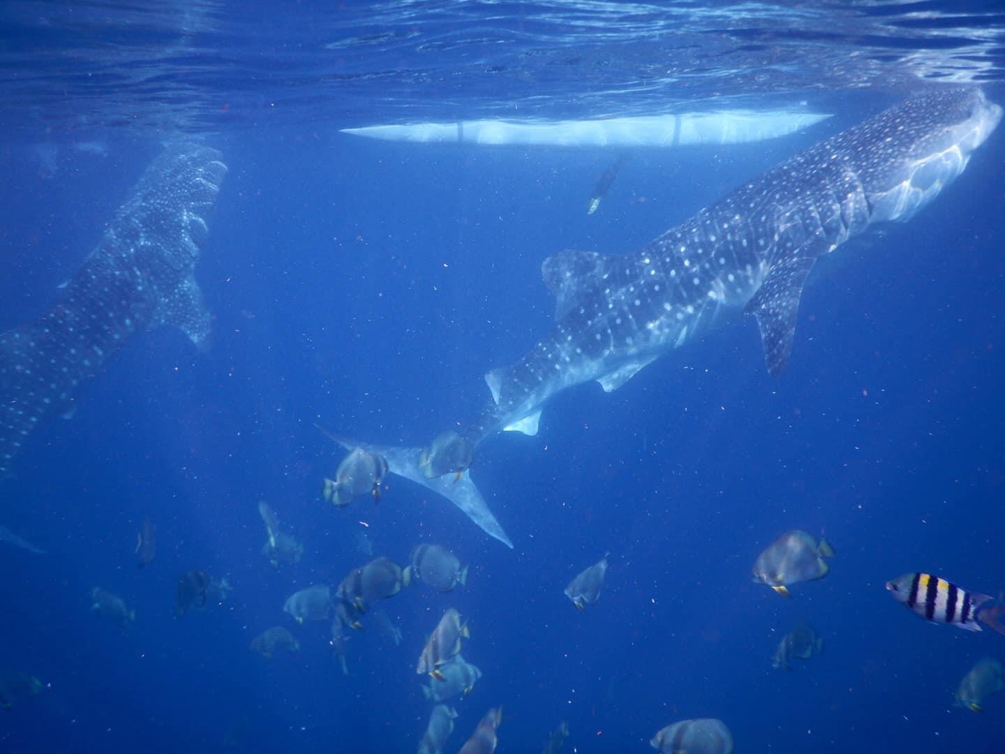 Du lich Philippines anh 7