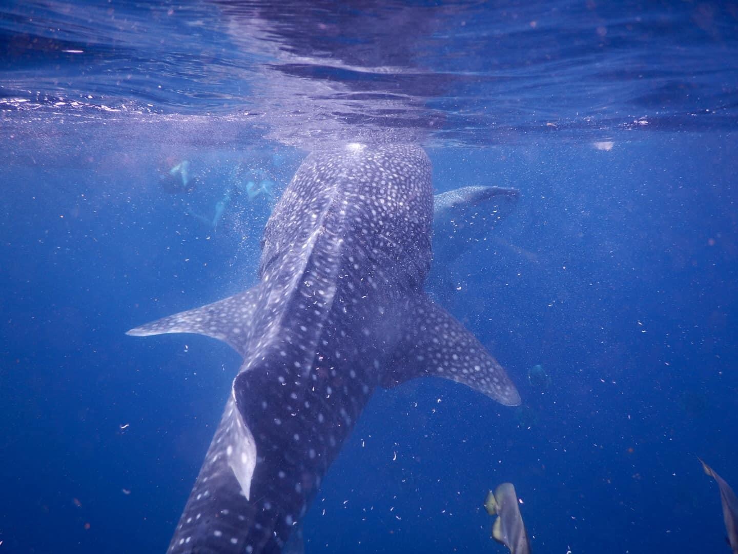 Du lich Philippines anh 11