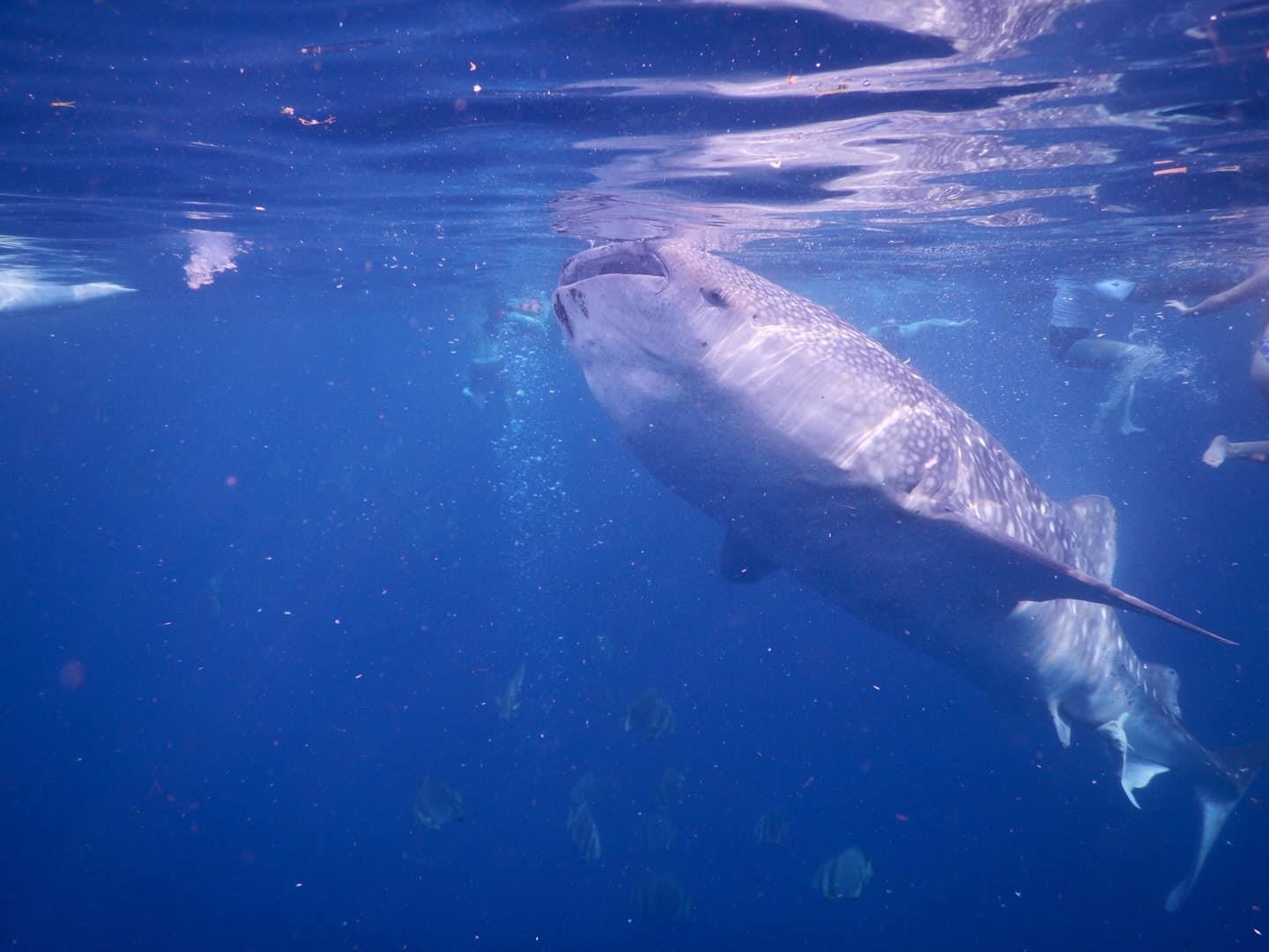 Du lich Philippines anh 8