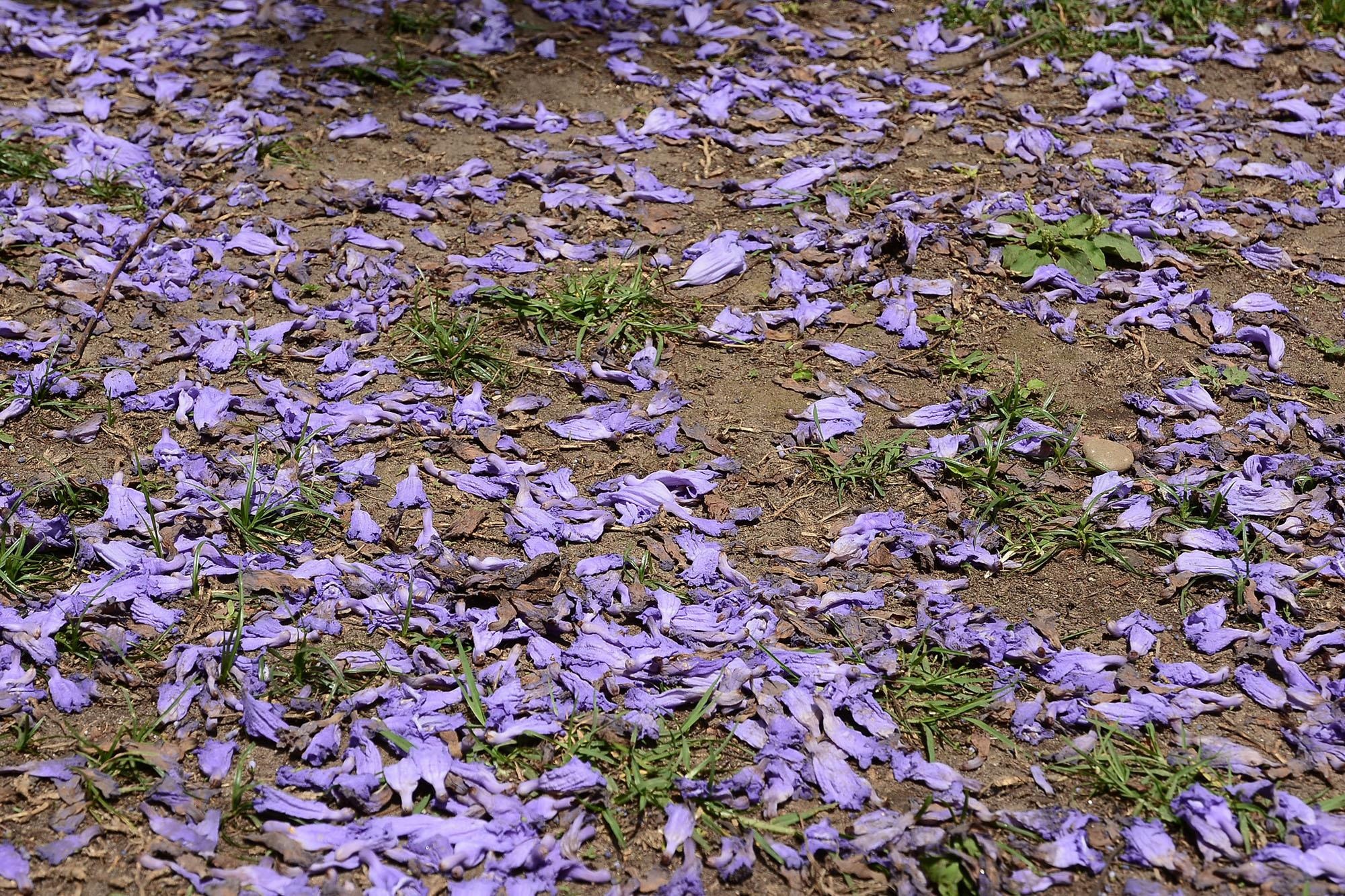 Du lich Bhutan anh 4