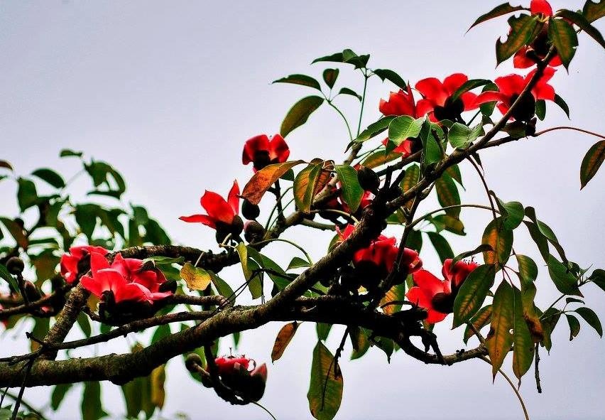 Hoa gao thang 3 anh 10