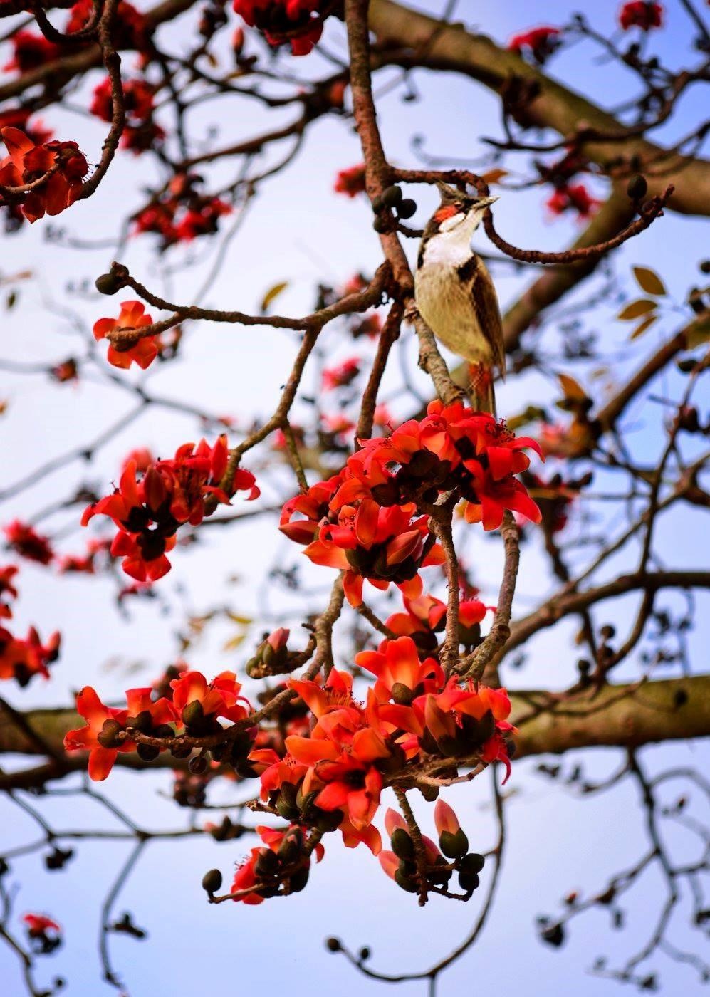 Hoa gao thang 3 anh 7