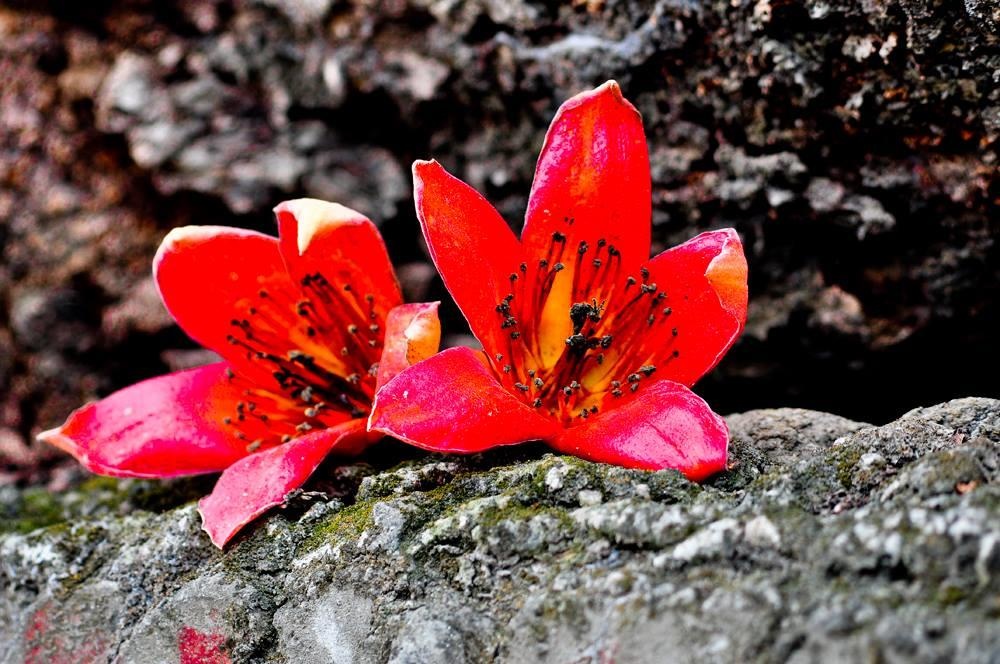 Hoa gao thang 3 anh 9