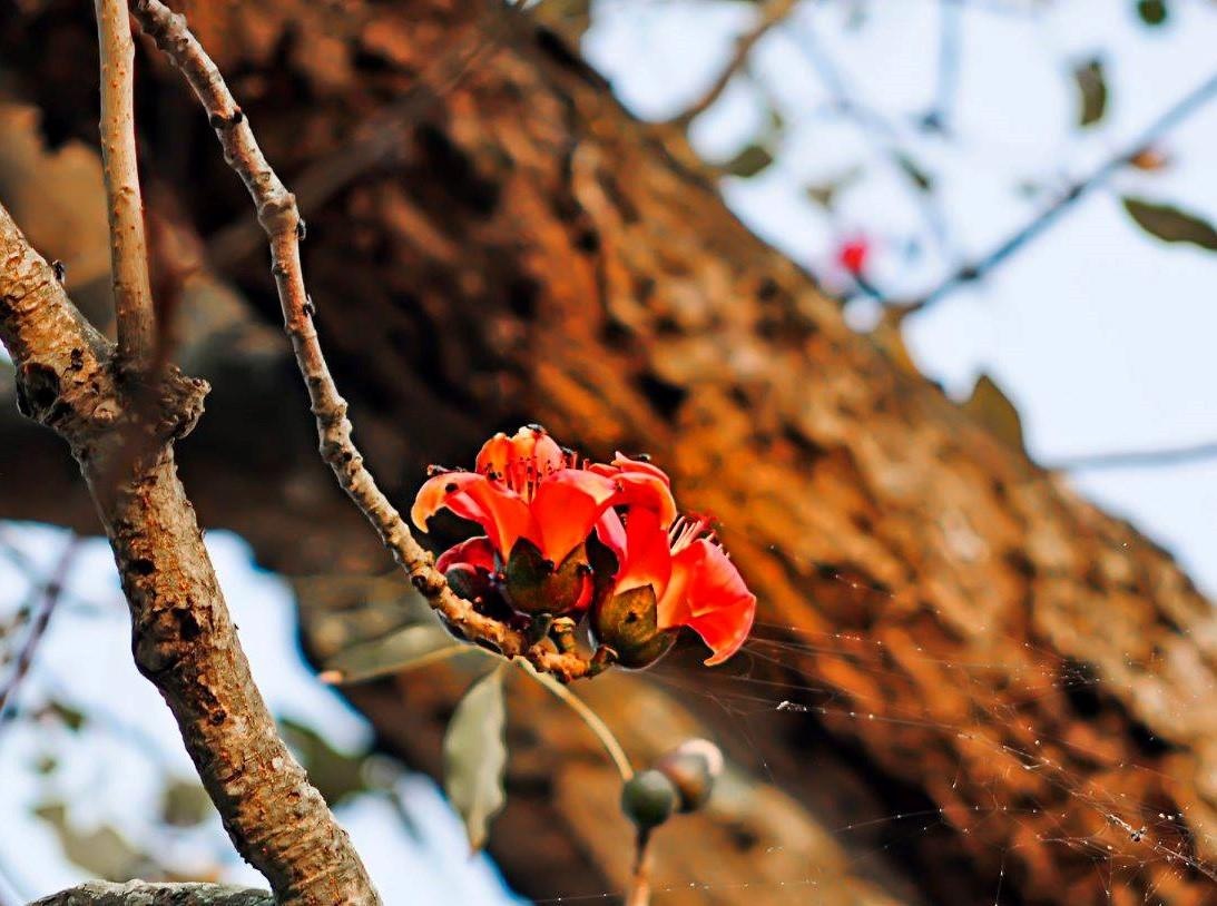 Hoa gao thang 3 anh 3