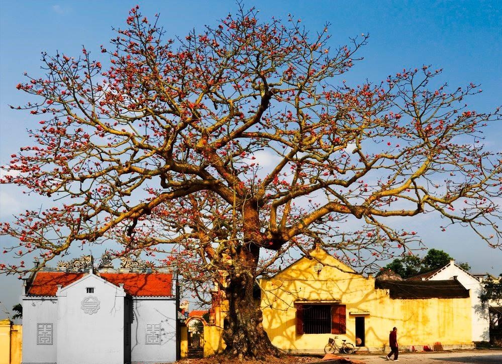 Hoa gao thang 3 anh 16