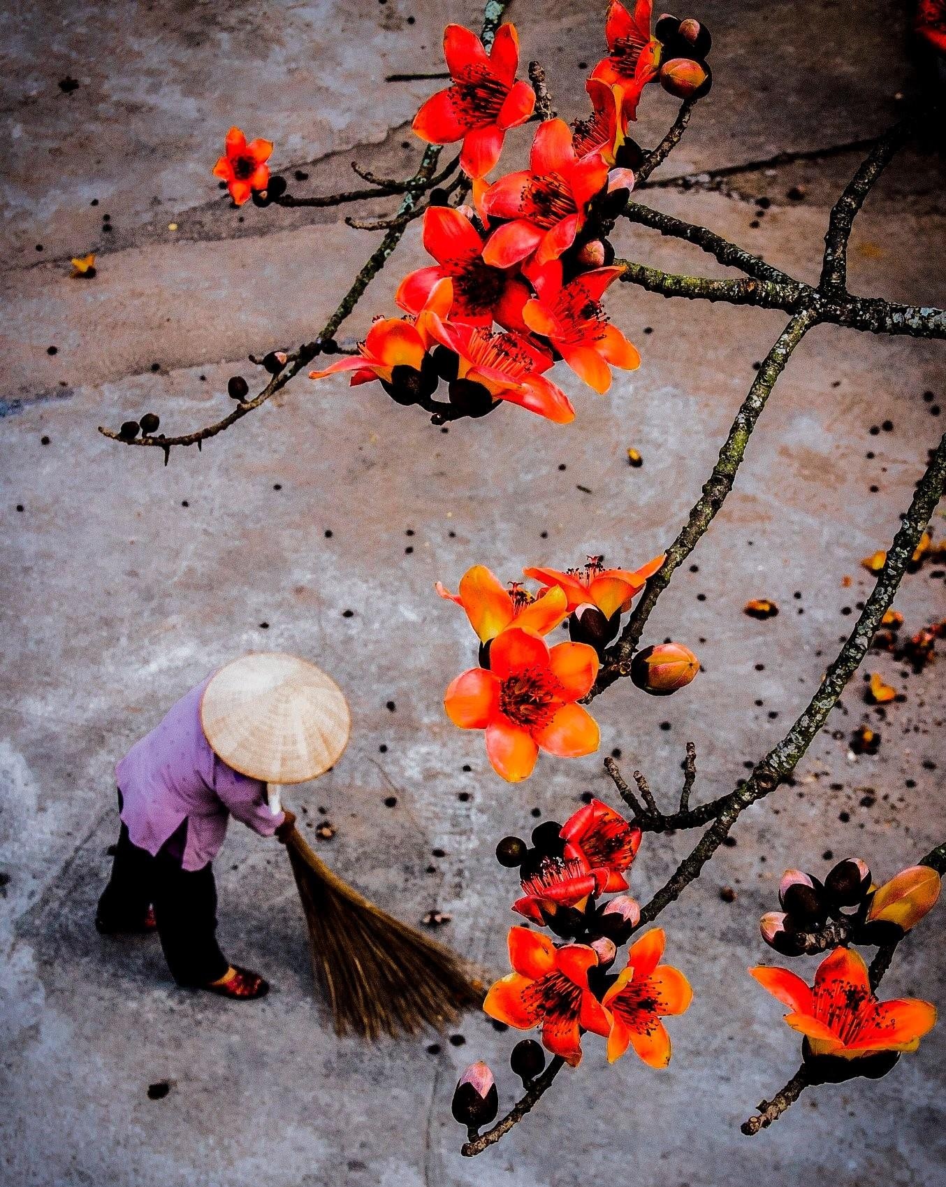 Hoa gao thang 3 anh 8