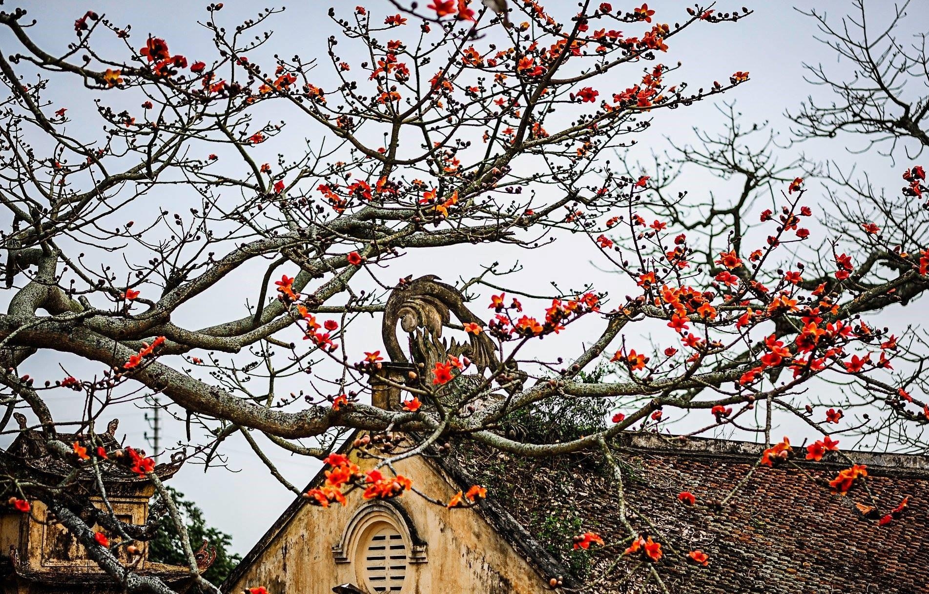 Hoa gao thang 3 anh 24