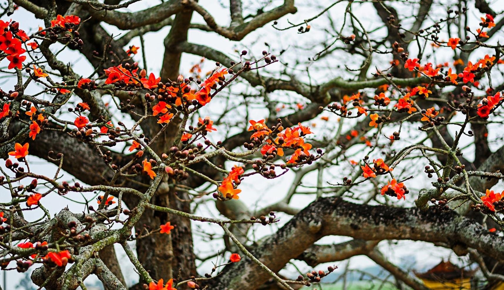 Hoa gao thang 3 anh 14