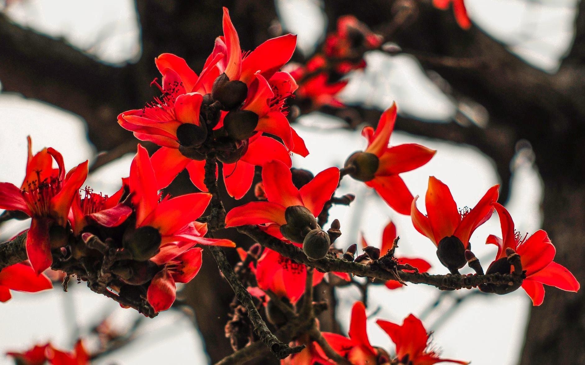 Hoa gao thang 3 anh 11