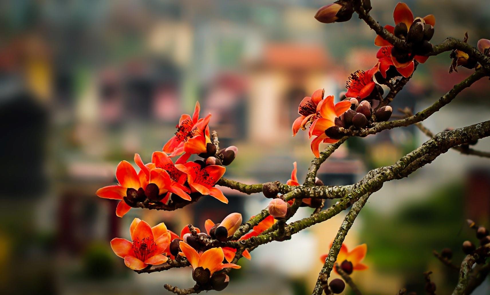 Hoa gao thang 3 anh 4