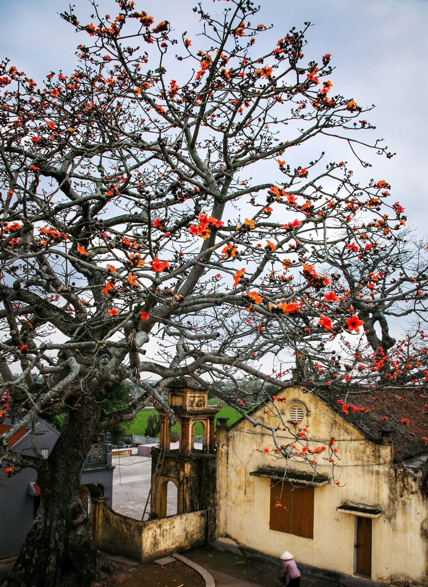 Hoa gao thang 3 anh 22