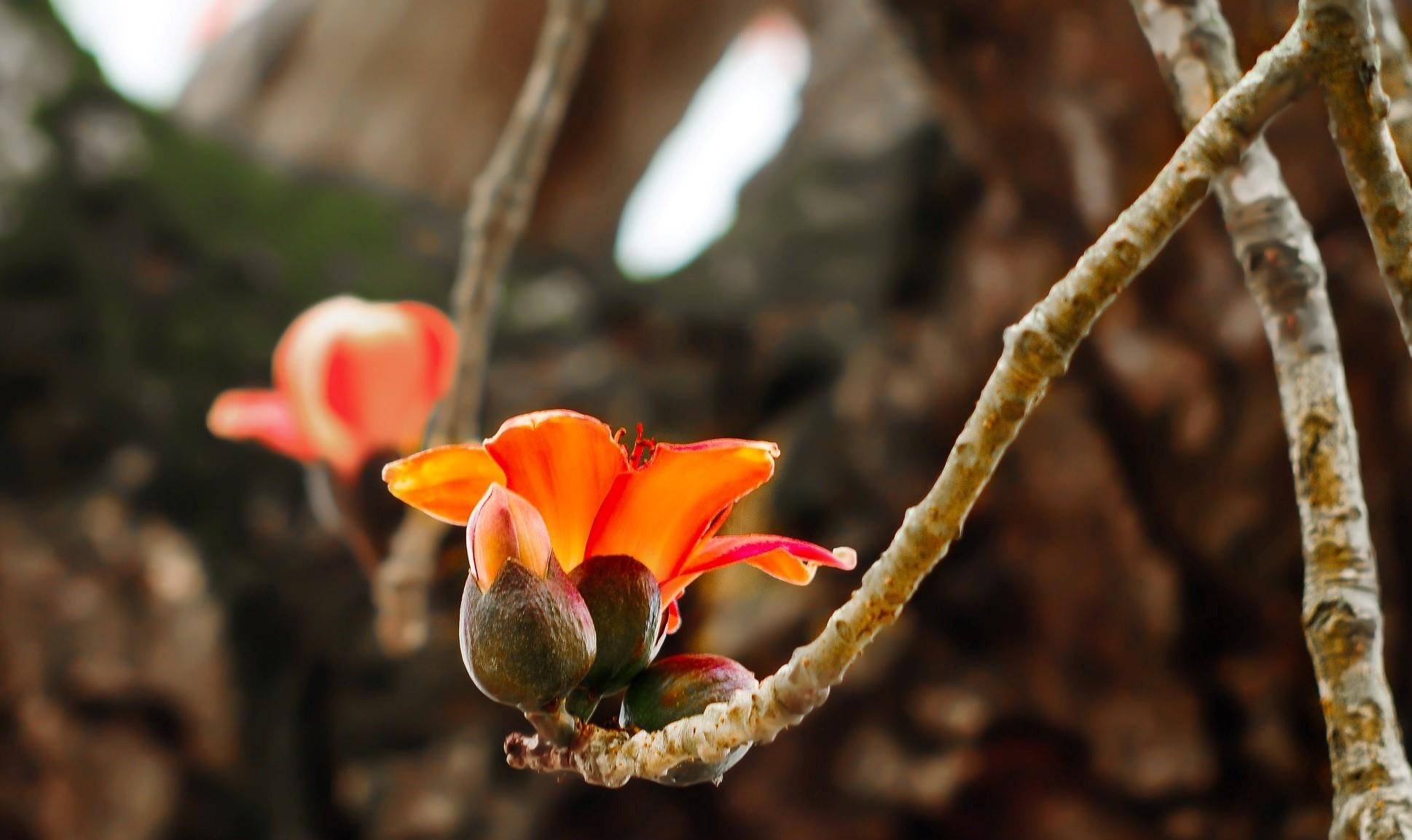 Hoa gao thang 3 anh 5