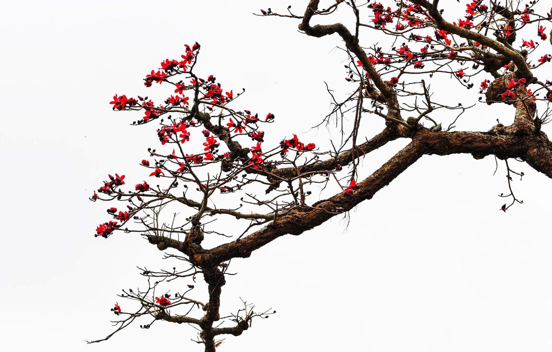 Hoa gao thang 3 anh 13