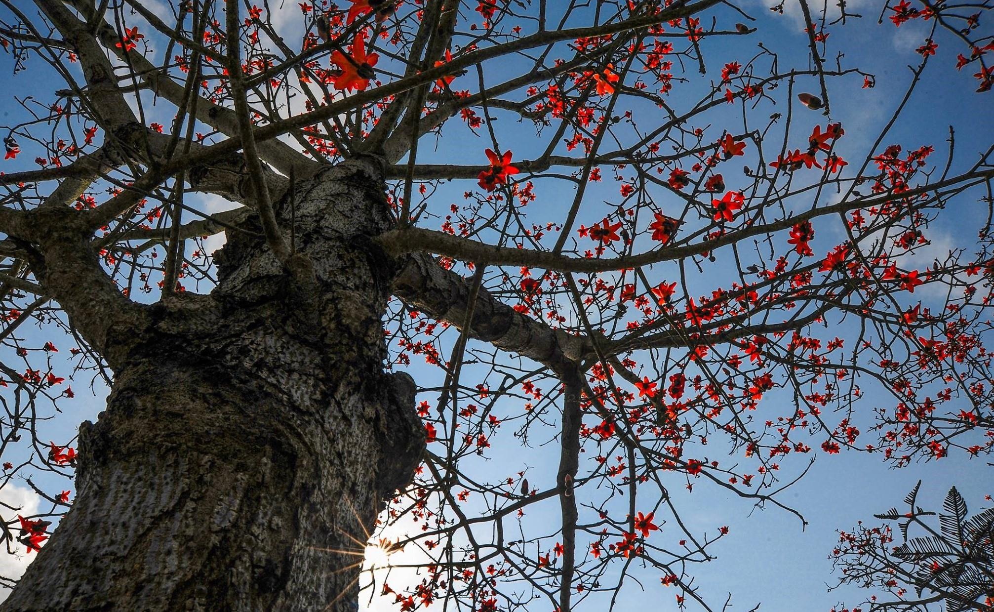 Hoa gao thang 3 anh 15