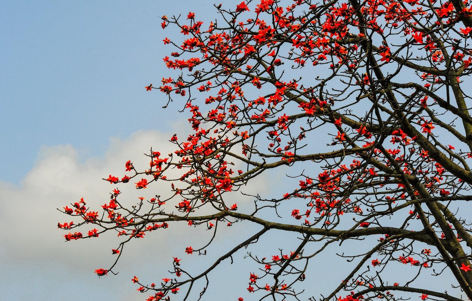 Hoa gao thang 3 anh 1