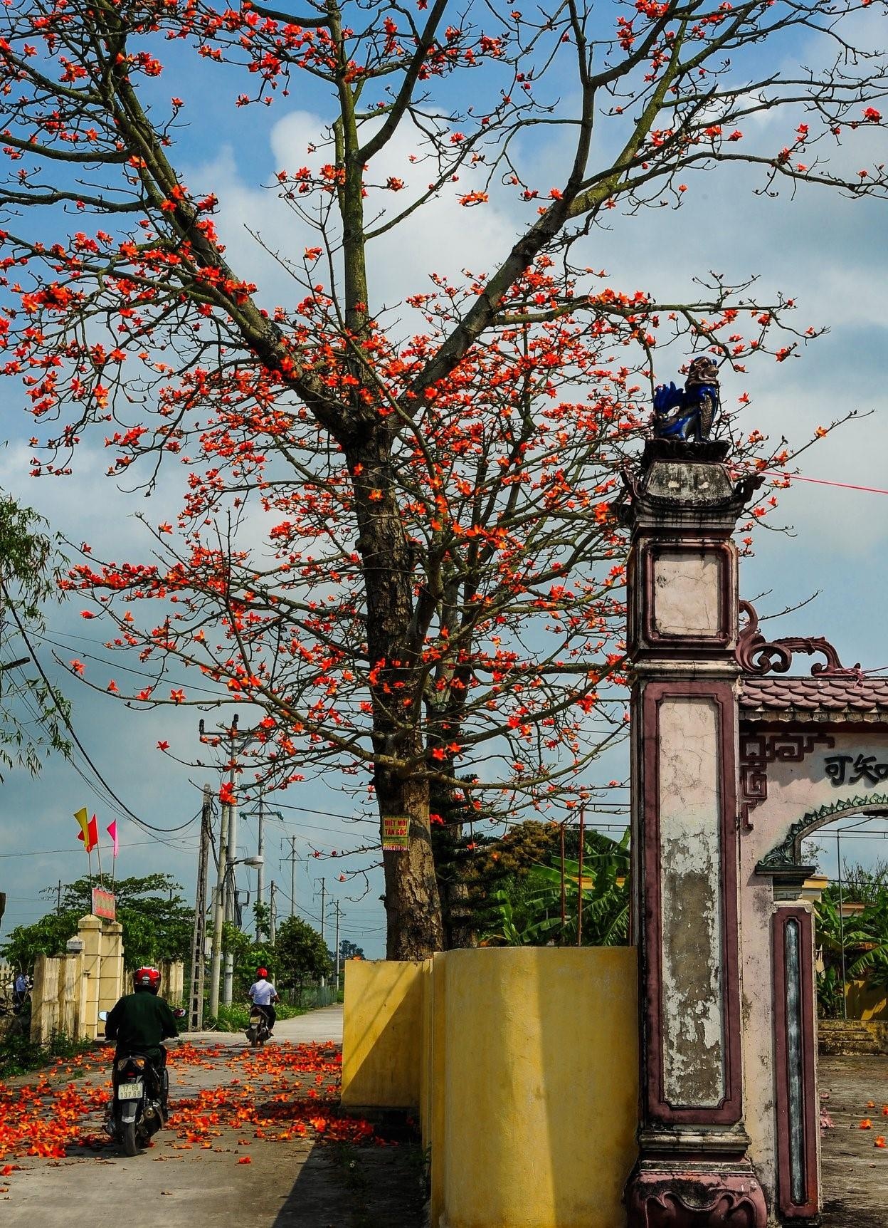 Hoa gao thang 3 anh 23