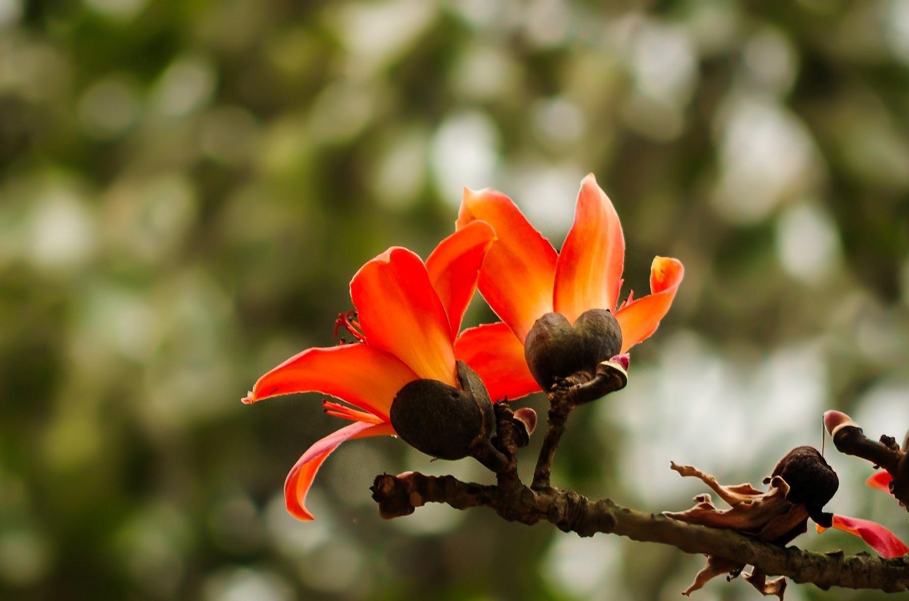 Hoa gao thang 3 anh 6