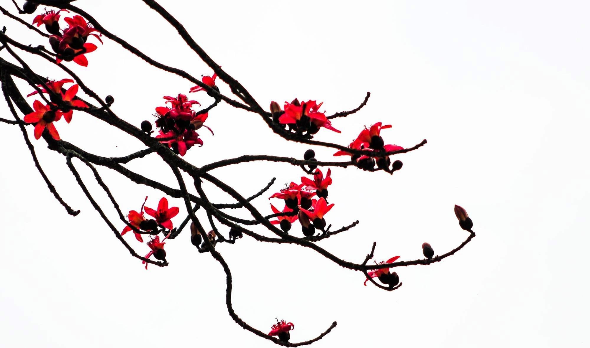 Hoa gao thang 3 anh 12