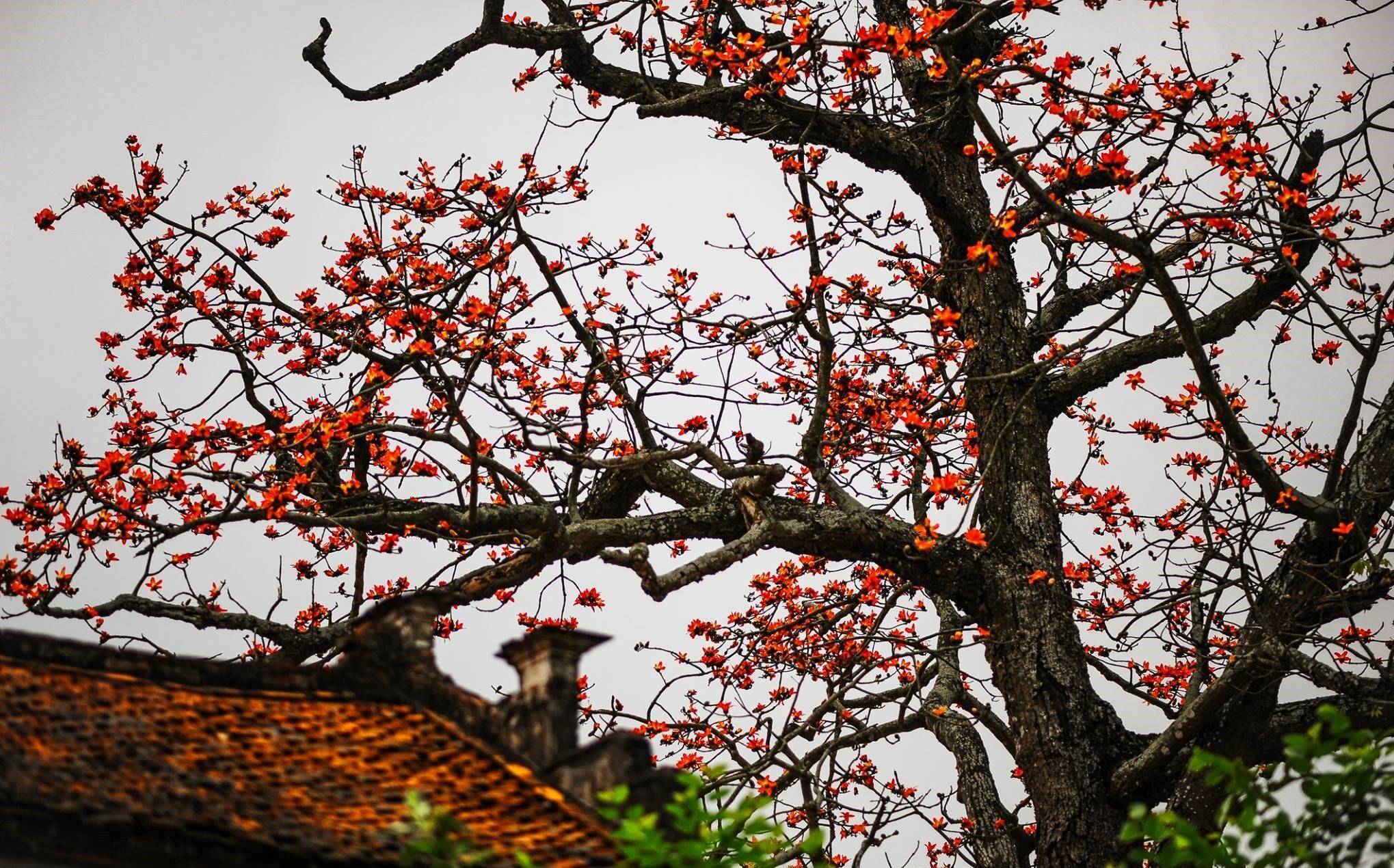 Hoa gao thang 3 anh 25