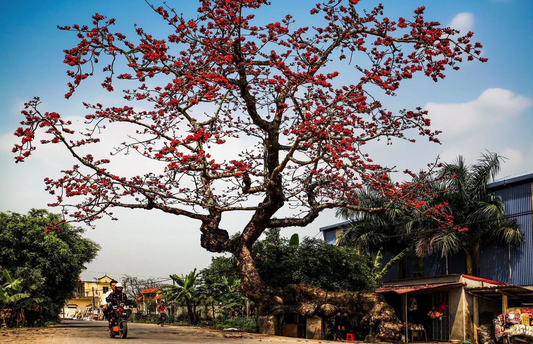 Hoa gao thang 3 anh 31