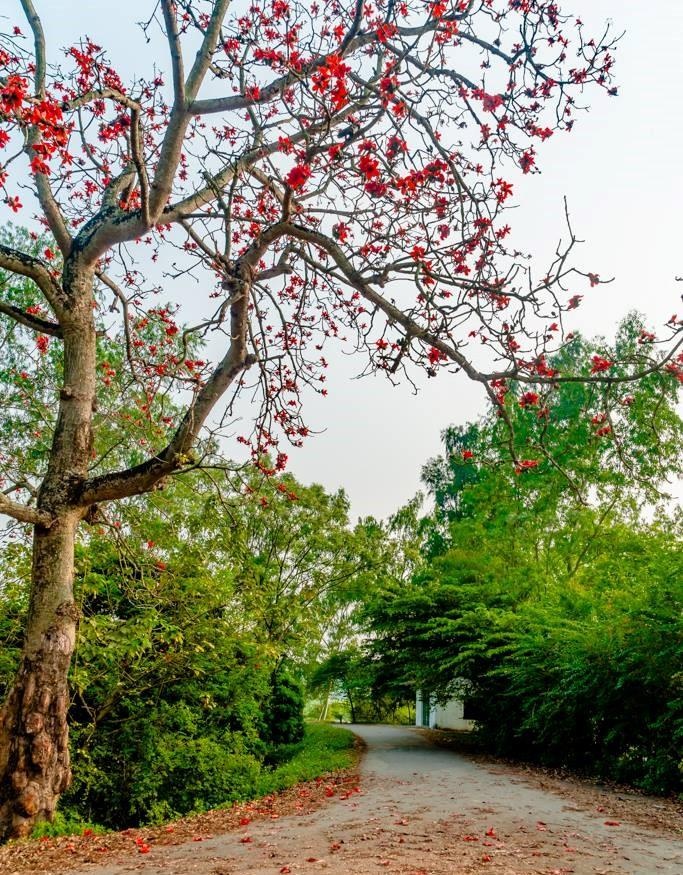 Hoa gao thang 3 anh 28