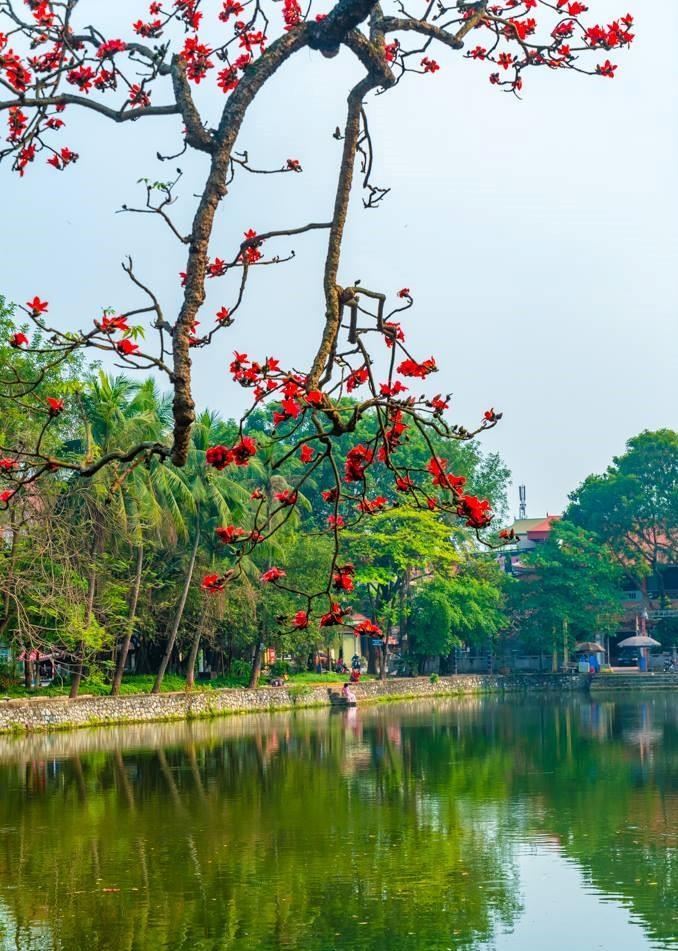 Hoa gao thang 3 anh 29