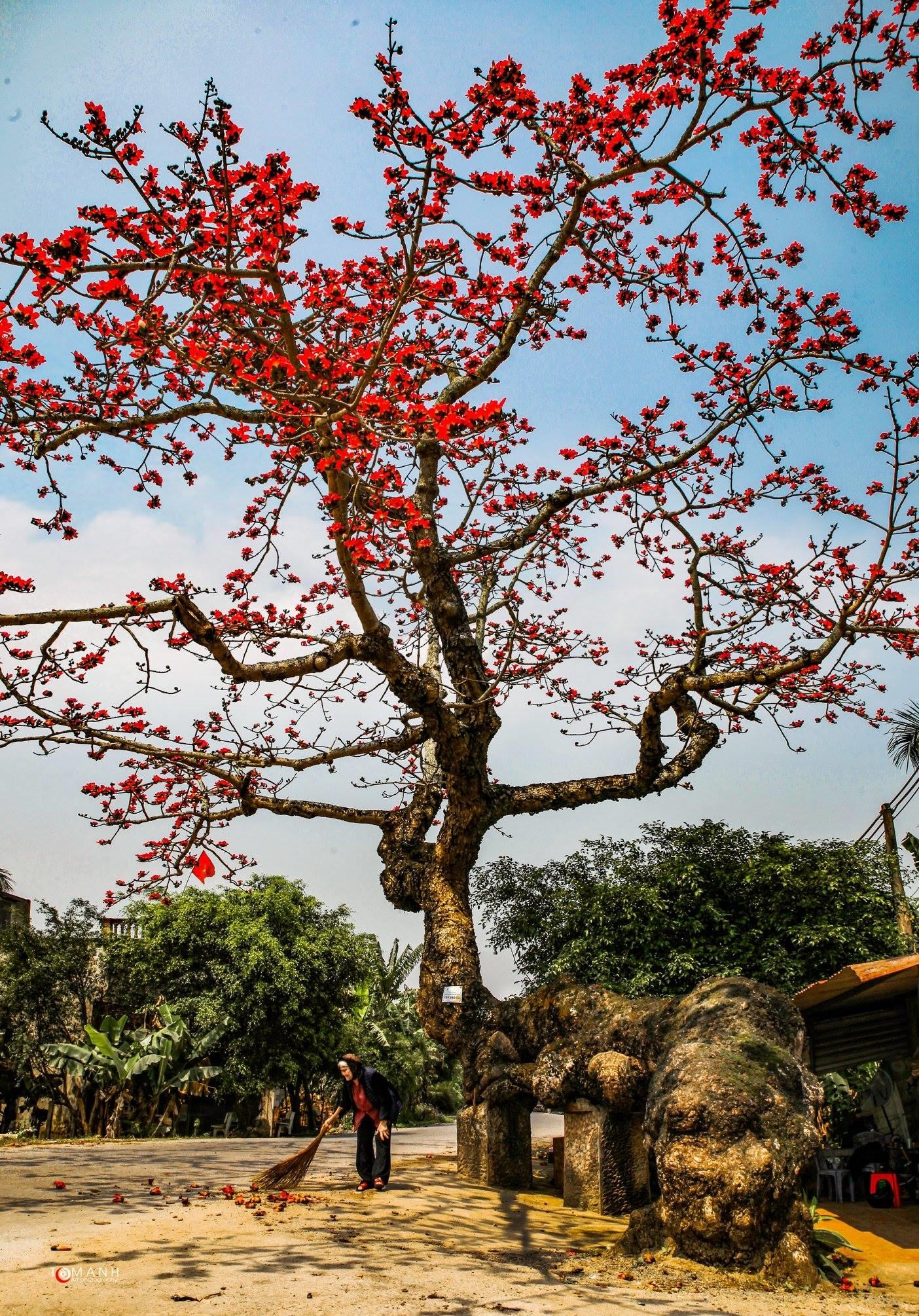 Hoa gao thang 3 anh 30