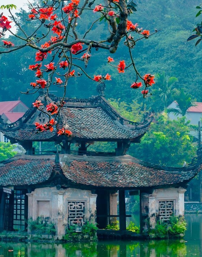 Hoa gao thang 3 anh 27