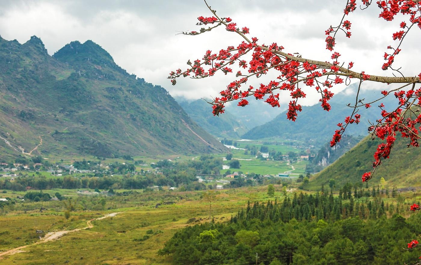 Hoa gao thang 3 anh 17