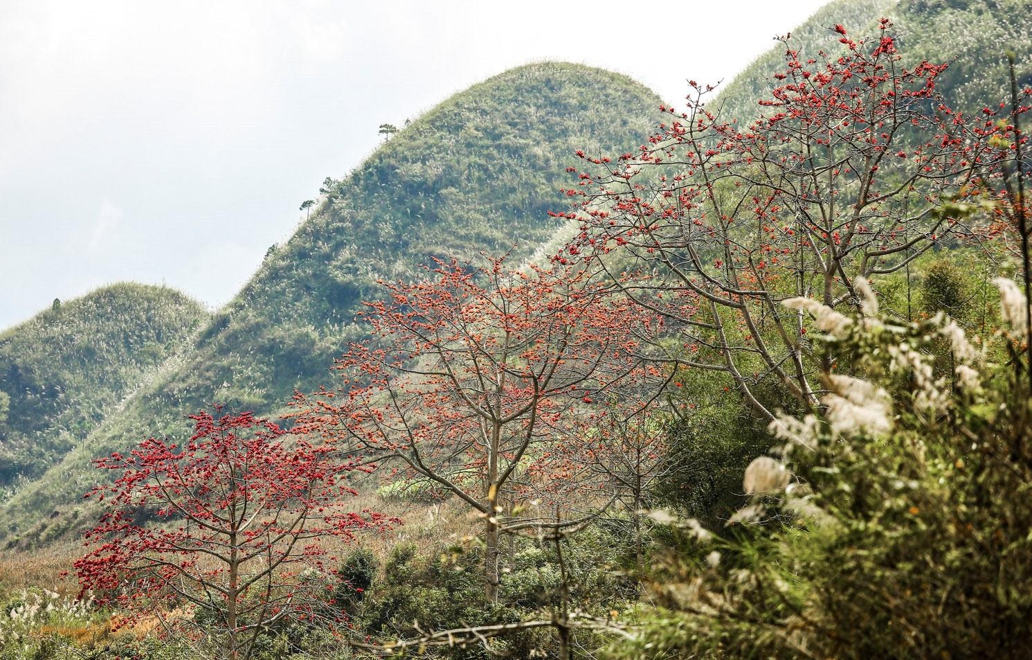 Hoa gao thang 3 anh 19