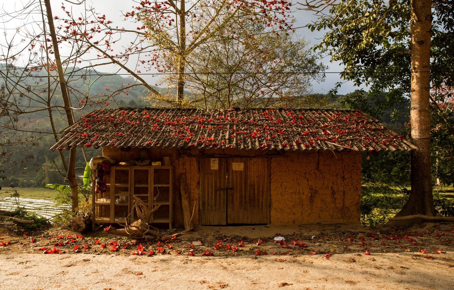 Hoa gao thang 3 anh 20