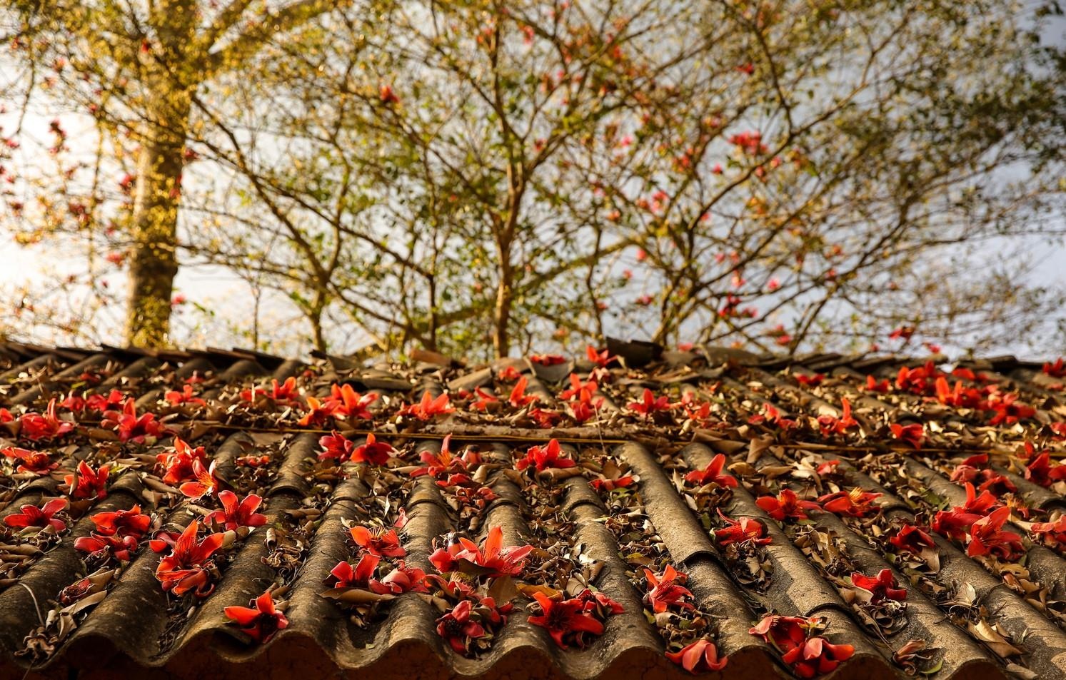 Hoa gao thang 3 anh 21