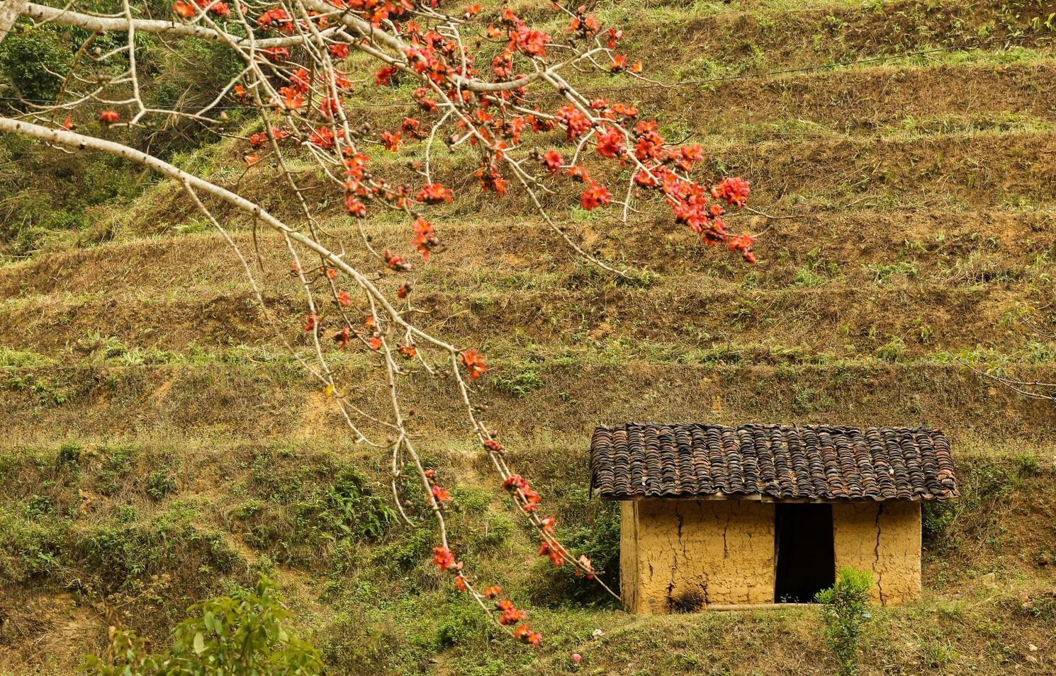 Hoa gao thang 3 anh 18