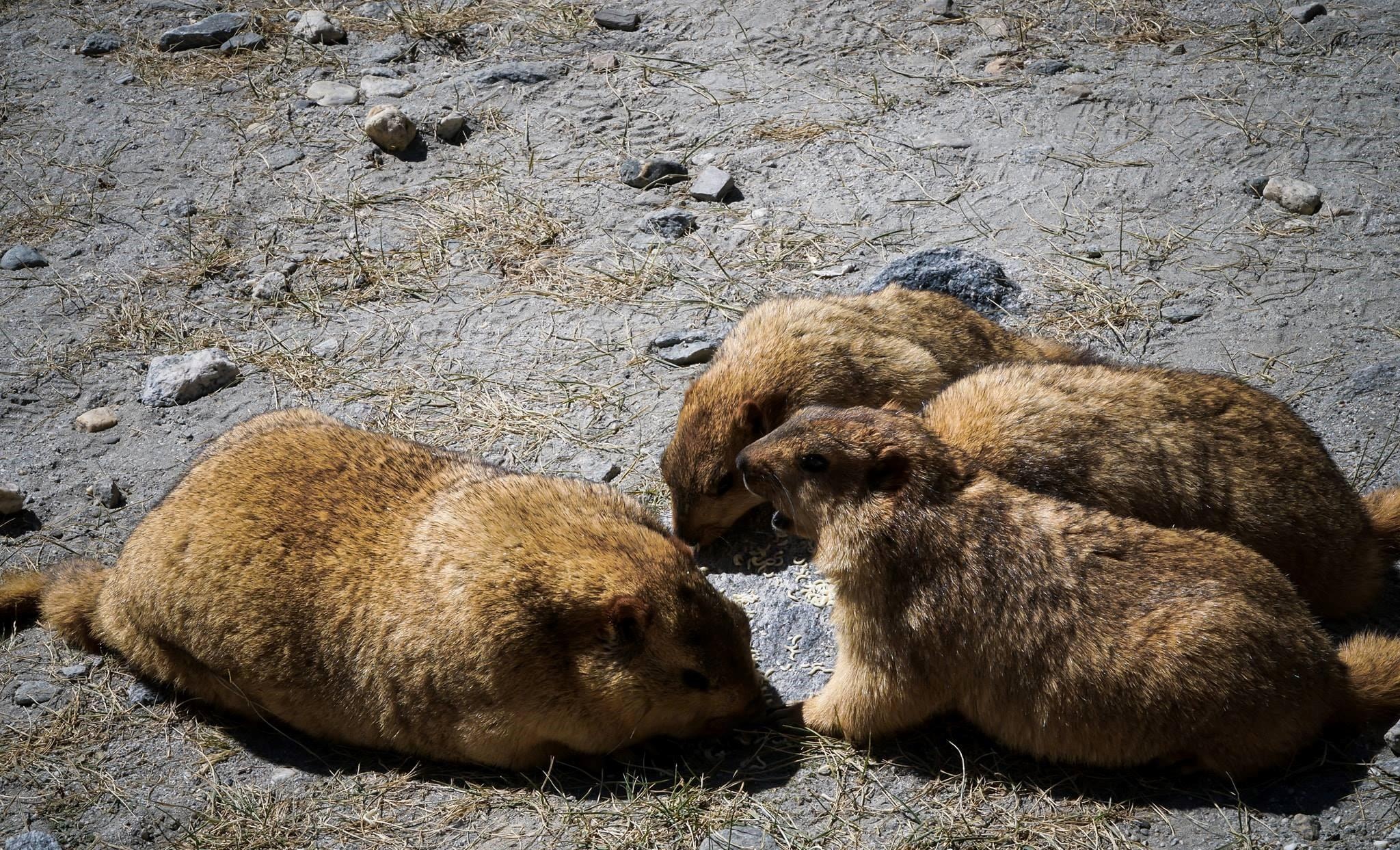 Du lich Ladakh anh 34