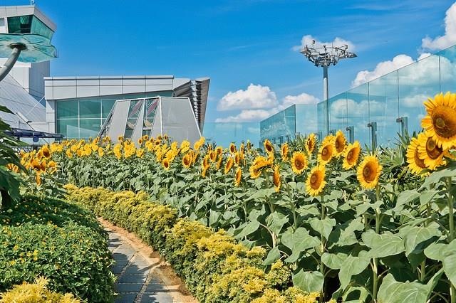 Du lich Singapore anh 4