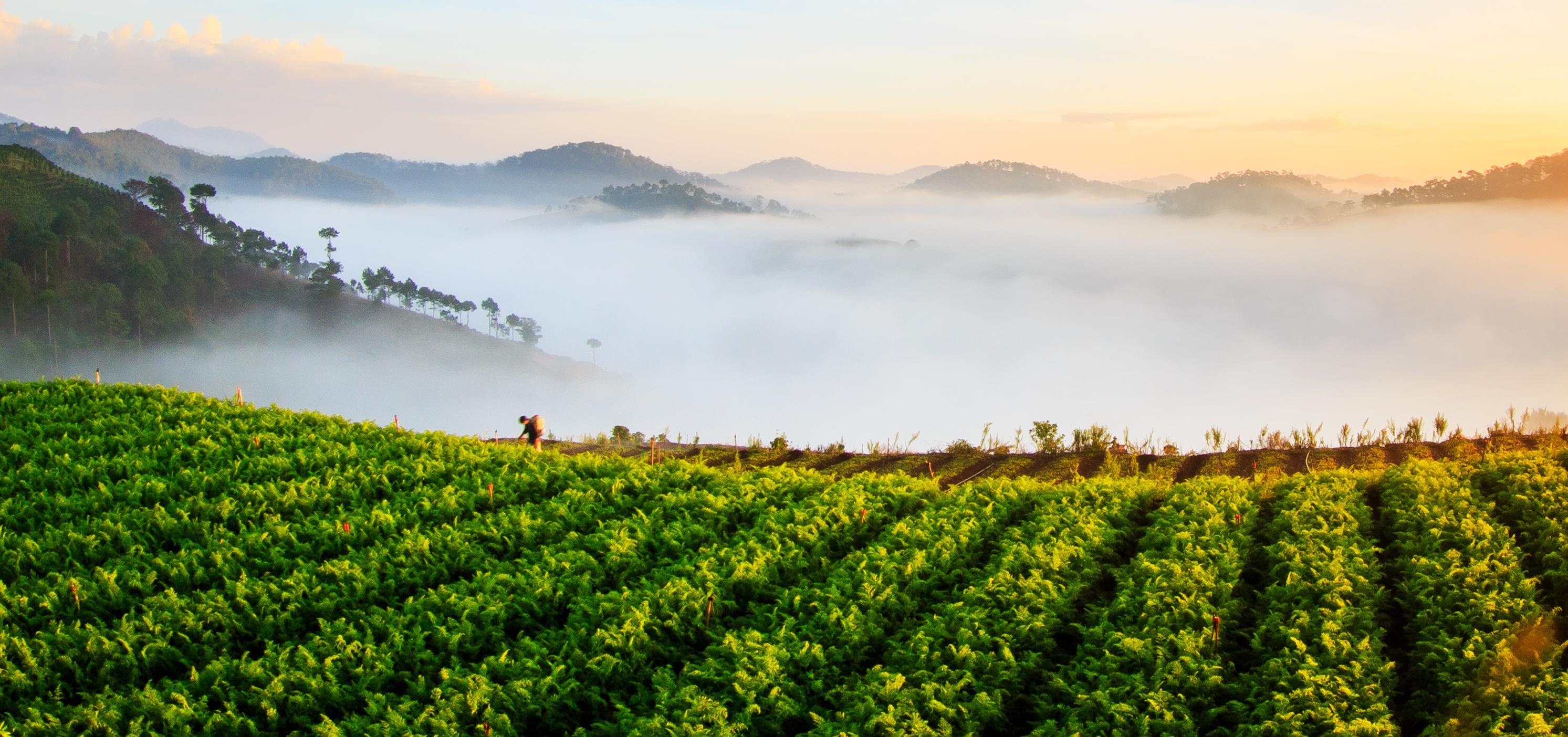 Da Lat mu suong anh 16