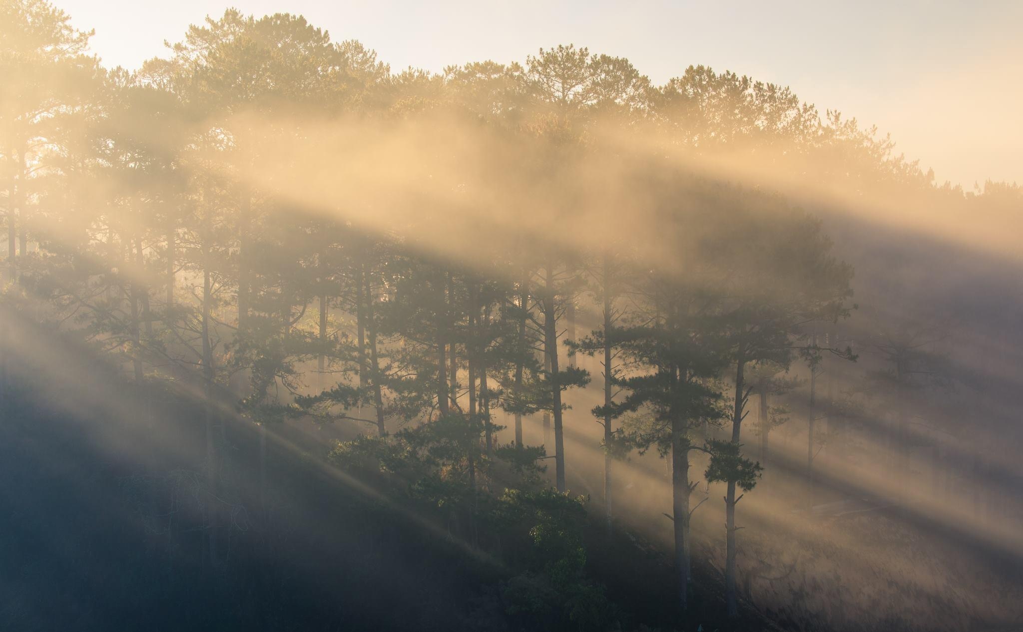 Da Lat mu suong anh 10