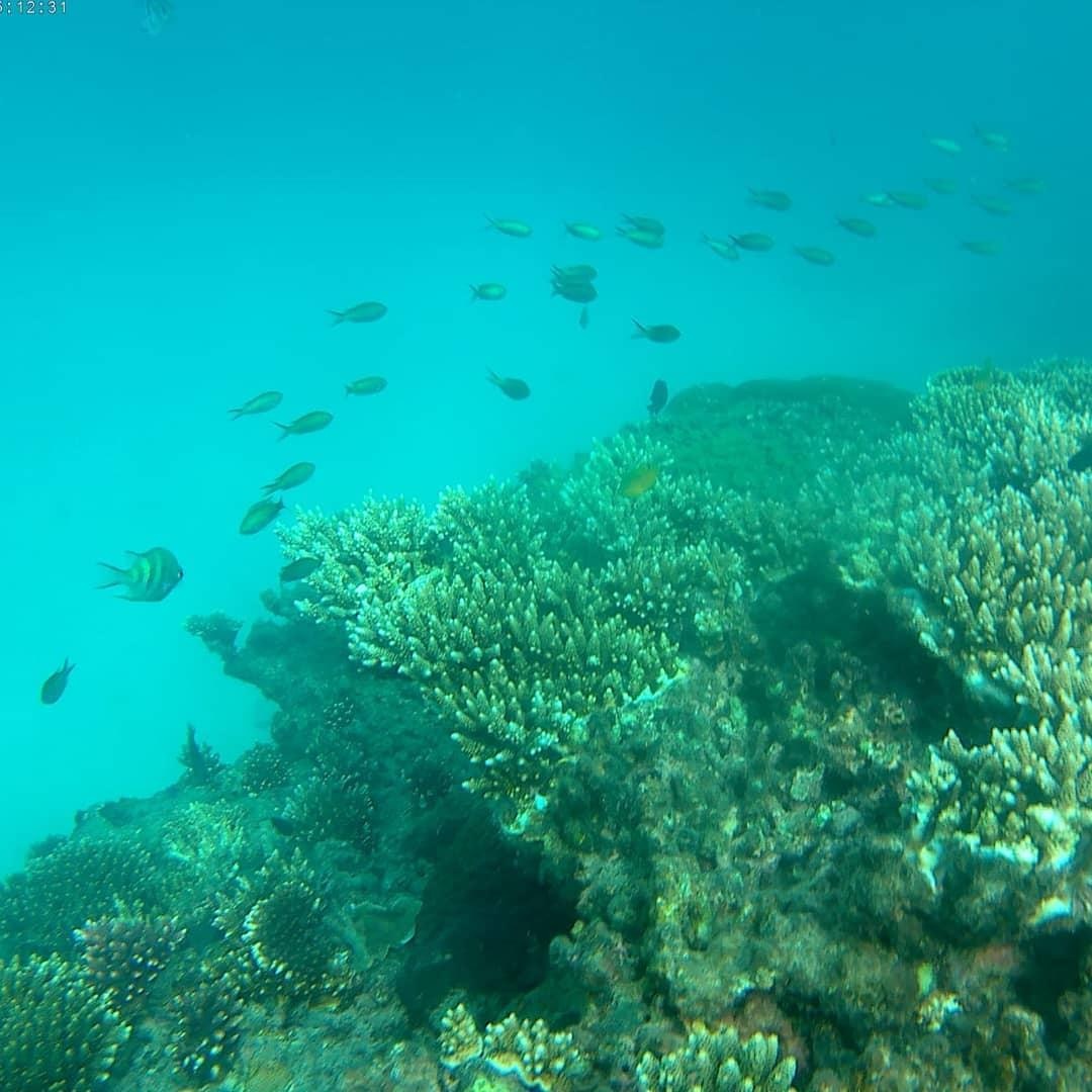 Du lich Con Dao anh 15