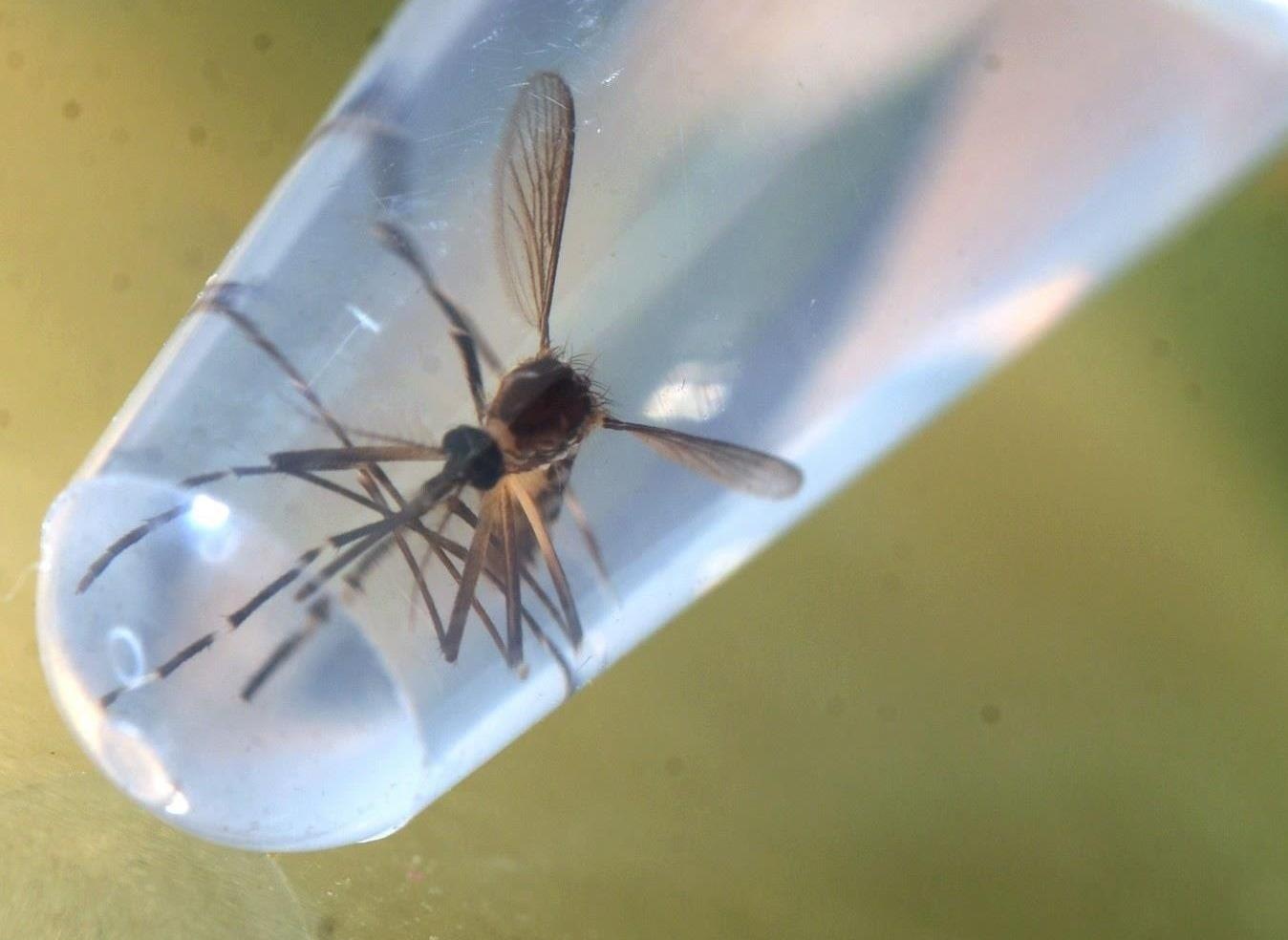 Quoc gia nao tren the gioi chi co duy nhat mot con muoi? hinh anh