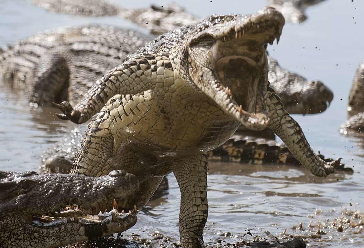 Dao tu than, noi ngu tri cua nhung sinh vat dam lay khat mau hinh anh