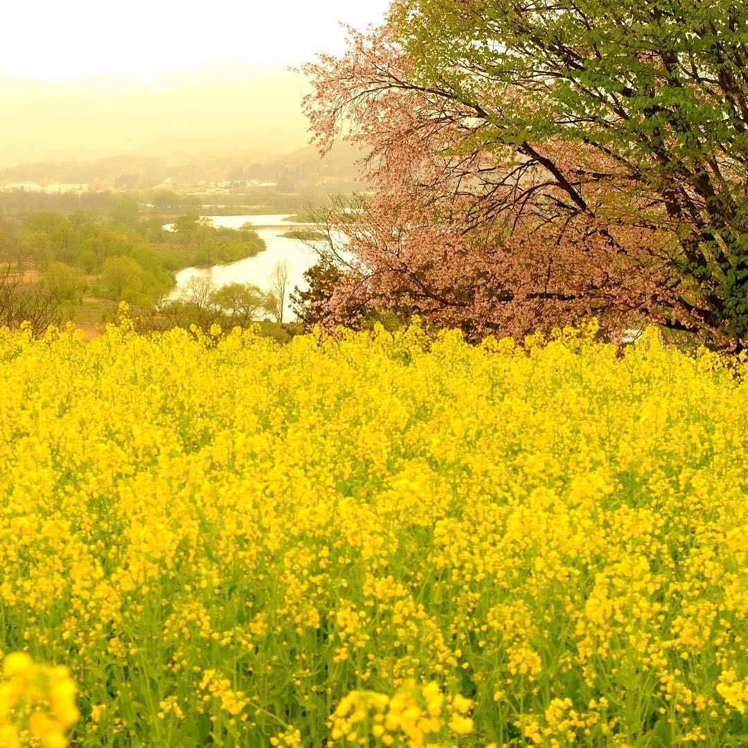 Canh dong cai vang Nhat Ban anh 5
