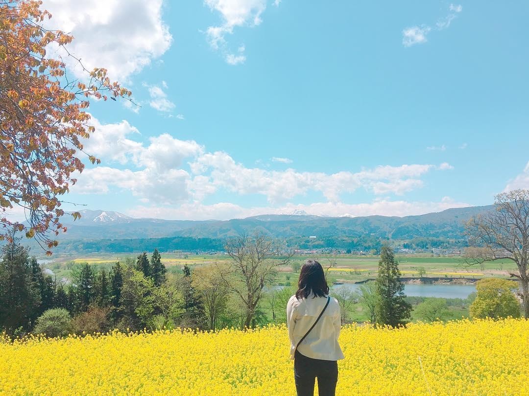 Canh dong cai vang Nhat Ban anh 3