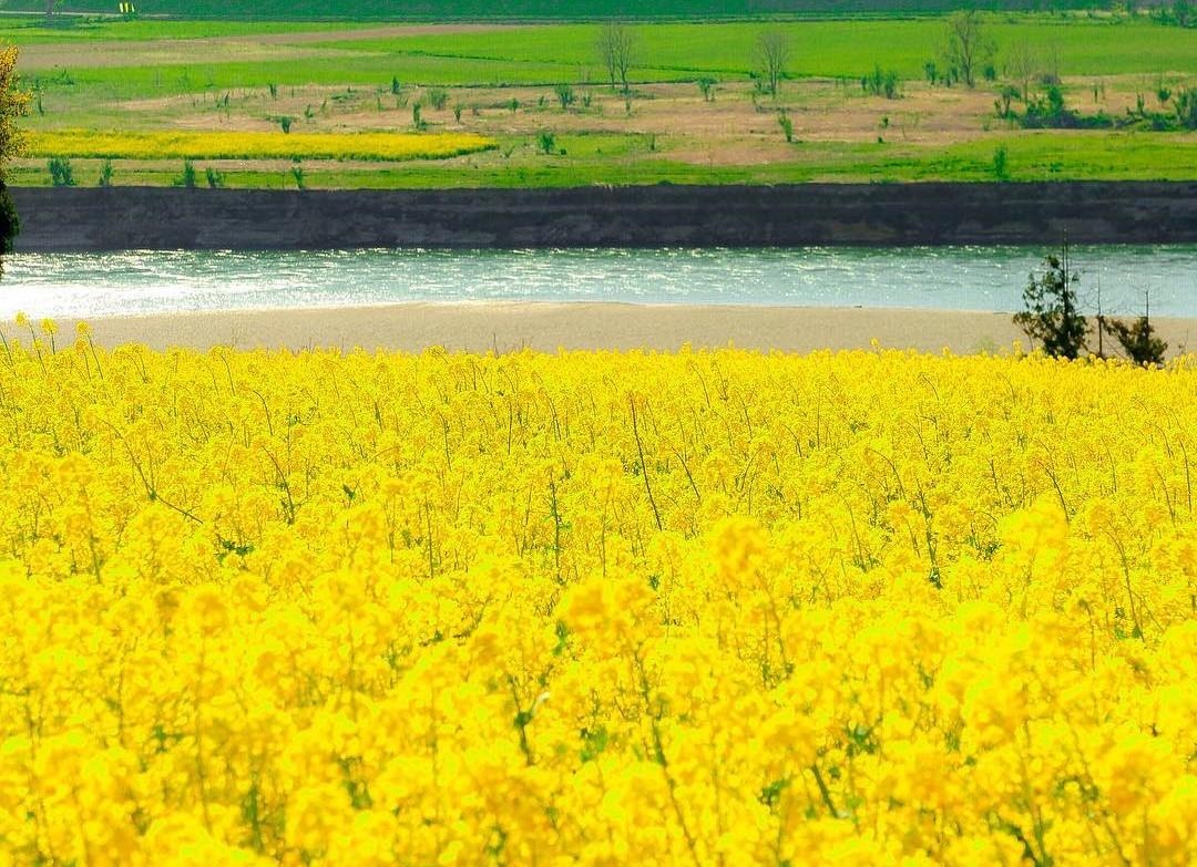 Canh dong cai vang Nhat Ban anh 2