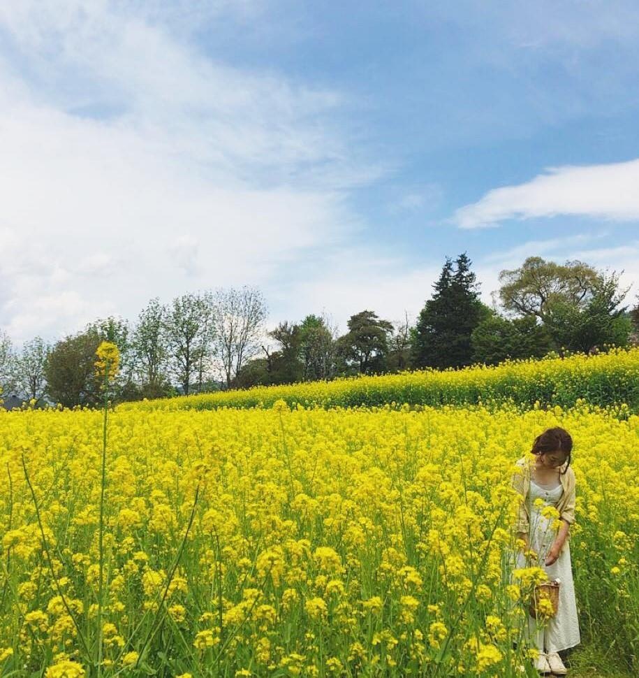 Canh dong cai vang Nhat Ban anh 12