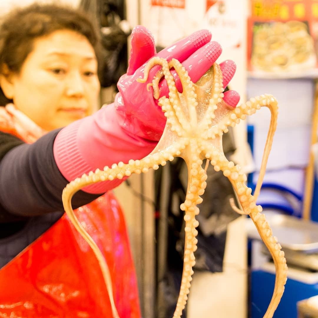 Bạch tuộc sống ảnh 1 Bach tuoc song anh 1