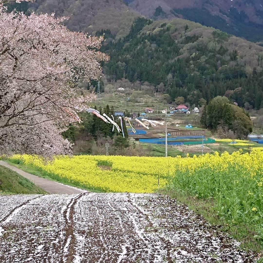 Canh dong cai vang Nhat Ban anh 8