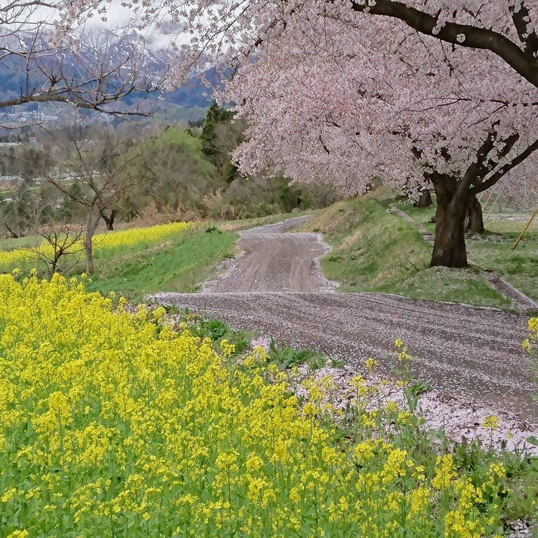 Canh dong cai vang Nhat Ban anh 7