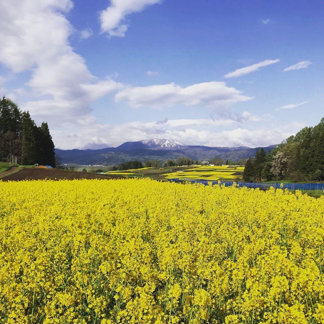 Canh dong cai vang Nhat Ban anh 6