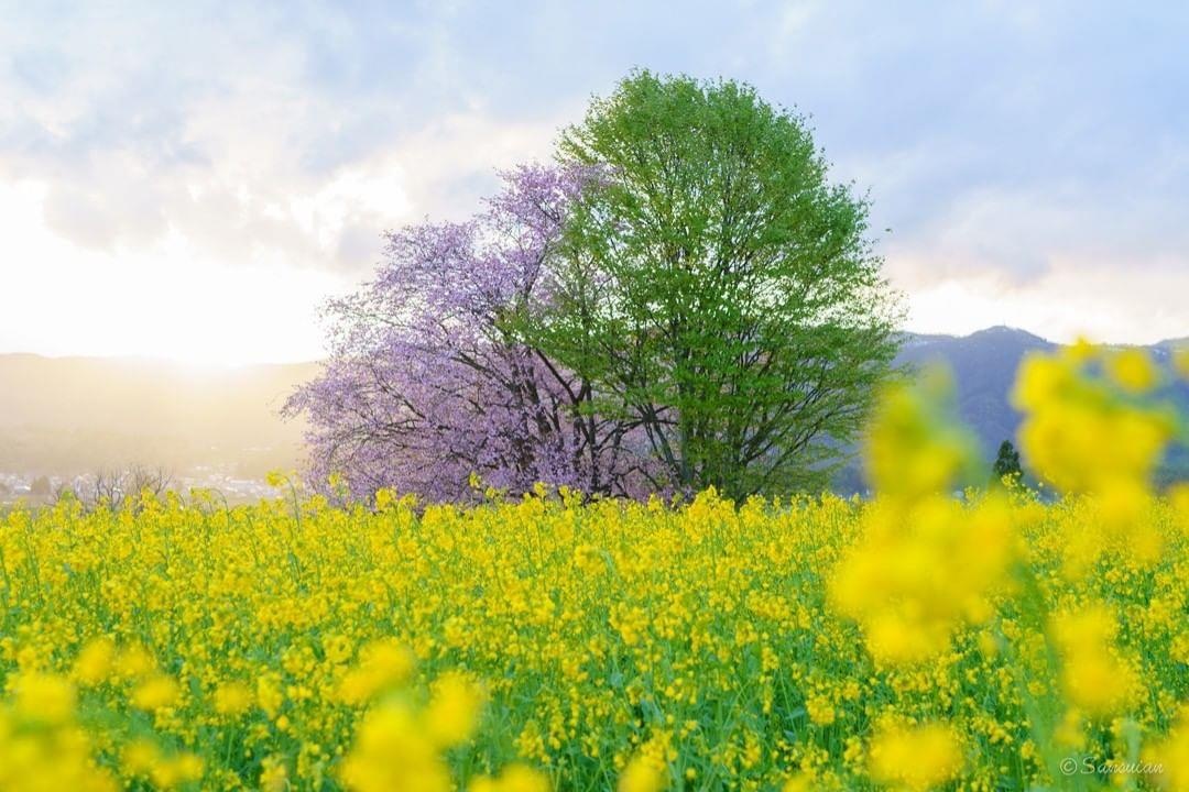 Canh dong cai vang Nhat Ban anh 4