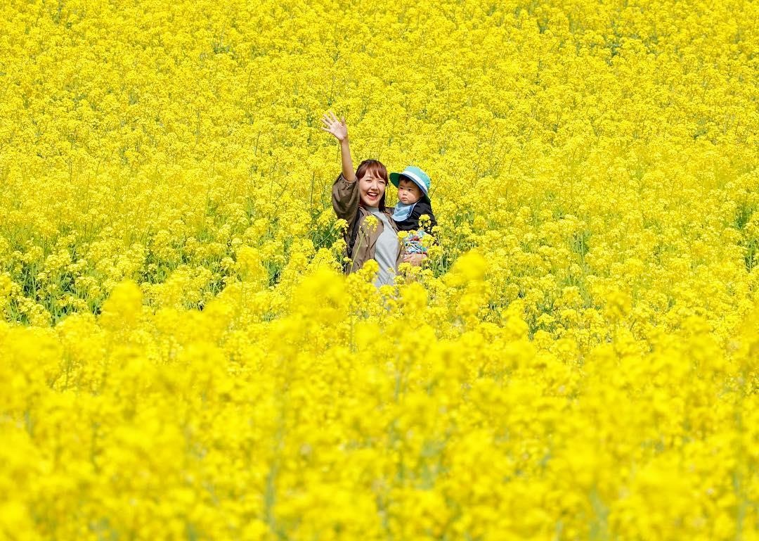 Canh dong cai vang Nhat Ban anh 1